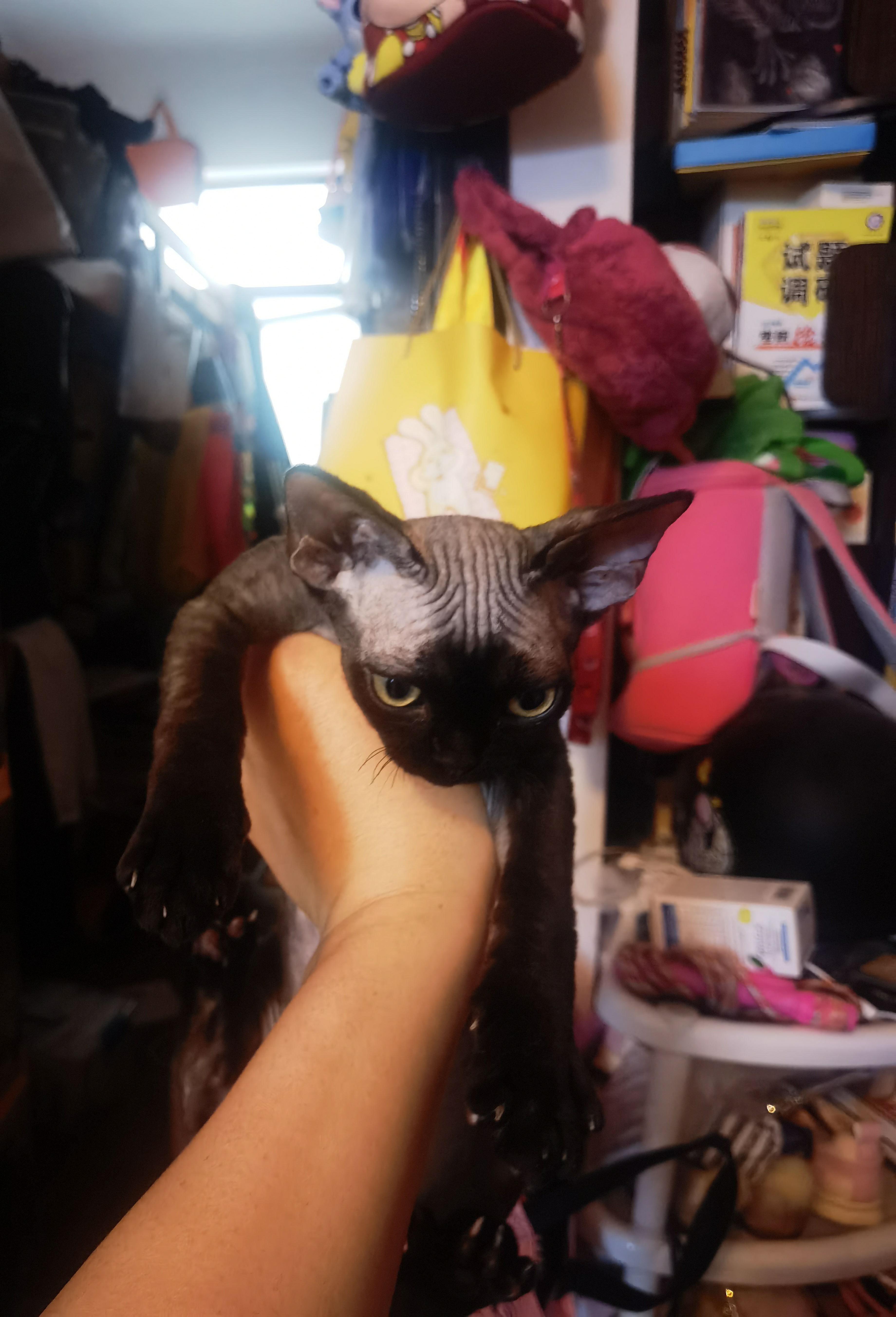 纯黑  德文猫